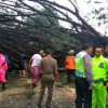 Pohon beringin dikawasan taman kota kuningan tumbang